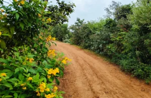 Hidden In Plain Sight