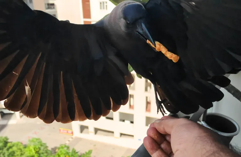 My Breakfast Buddies-Ravi Pratap Singh